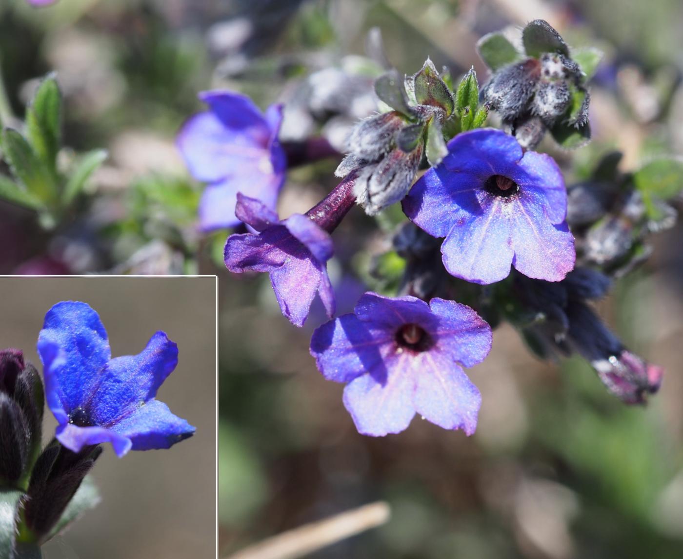 Gromwell, Shrubby flower